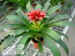 丹尼斯凤梨的四季管理