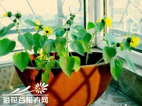 如何盆栽向日葵