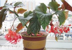 竹节海棠的养殖方法