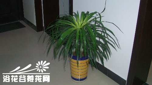 <a href='https://www.861230.com/guanhuazhiwu/6615.html' target='_blank'><u>翠兰</u></a>的养殖方法