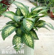 斑马万年青怎么养-花友来支招