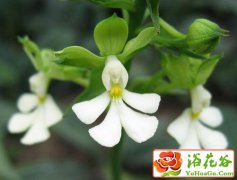 虾脊兰的养殖方法