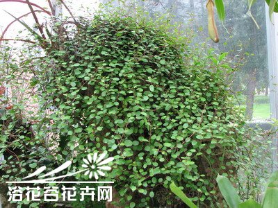 千叶兰的养殖方法