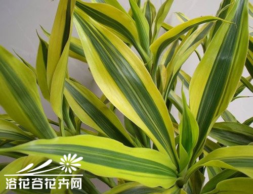 金边富贵竹怎么养？