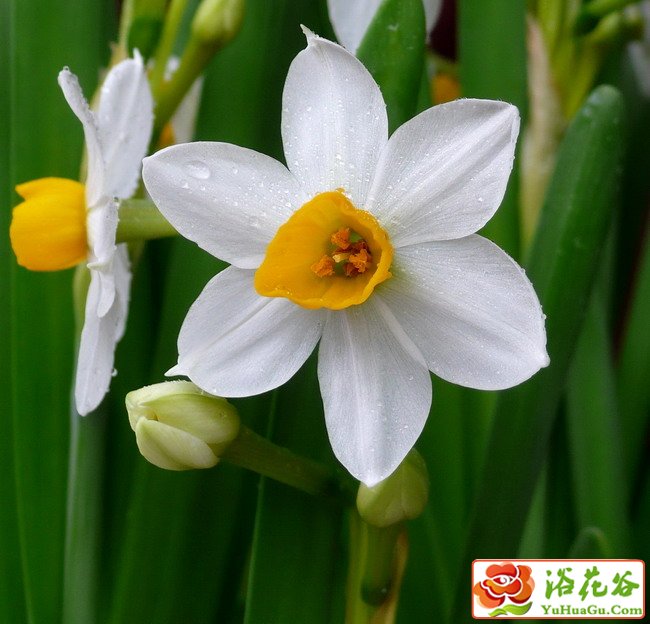 <a href='https://www.861230.com/guanhuazhiwu/6557.html' target='_blank'><u>水仙</u></a>花