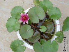 睡莲如何换盆土