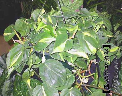 长心叶蔓绿绒