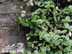 络石(石龙藤)的养殖方法