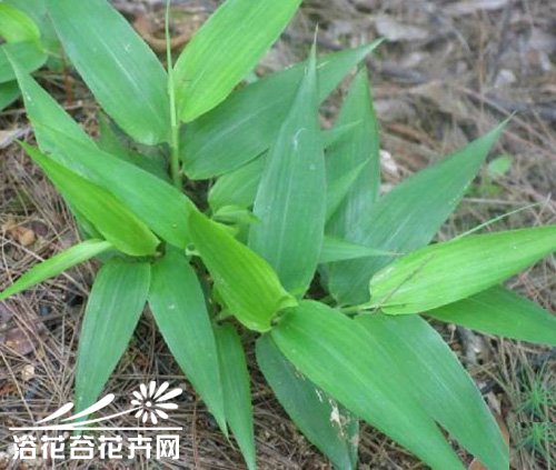 淡竹叶的栽培方法