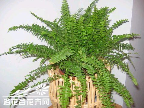 波斯顿蕨的养殖方法