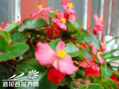 玻璃海棠的养殖方法