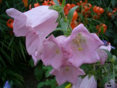 风铃花的栽培养护知识
