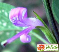 红点草繁殖栽培