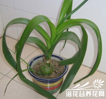 护眼万年青(海葱)