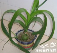 虎眼万年青(海葱)的养殖养护方法