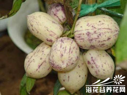 人参果的栽培养护方法