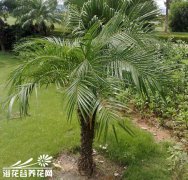 软叶刺葵(美丽针葵)的养护方法