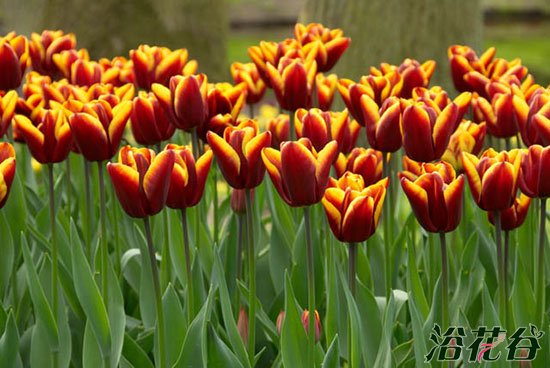 <a href='https://www.ahuacao.com/guanhuazhiwu/63.html' target='_blank'><u>郁金香</u></a>