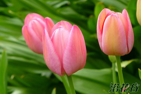 <a href='https://www.ahuacao.com/guanhuazhiwu/63.html' target='_blank'><u>郁金香</u></a>
