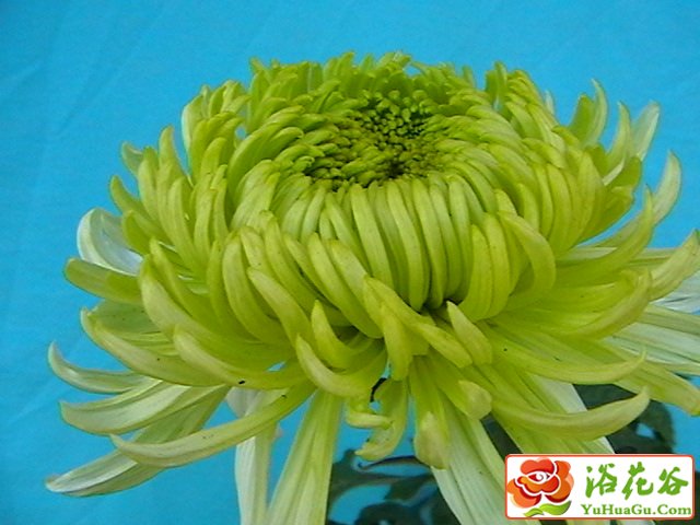 独本菊