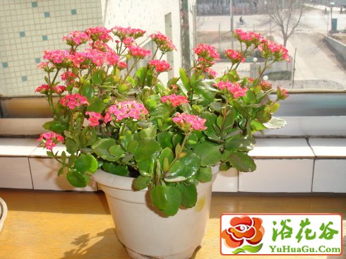 重瓣长寿菊