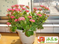 长寿菊的养殖