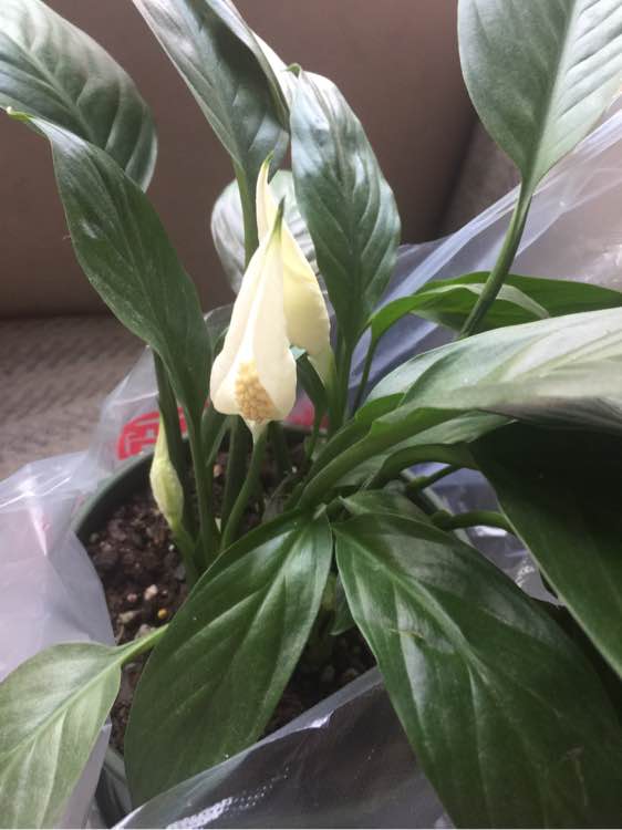 一帆风水