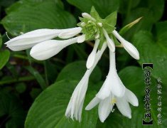 玉簪花的养殖方法