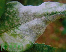 月季白粉病的特效疗法