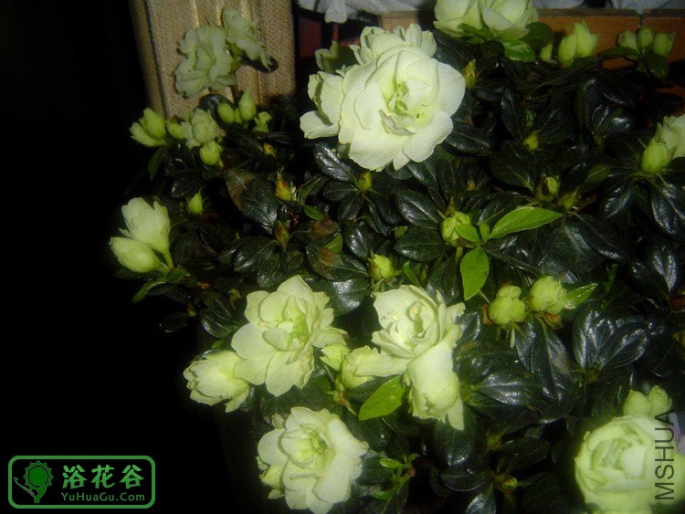 西鹃