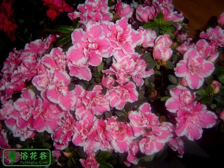 西鹃