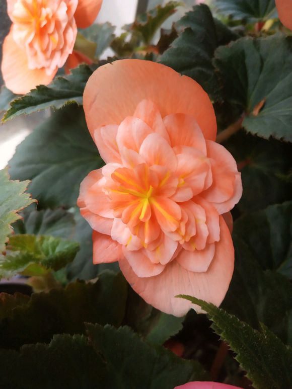 庭院花木