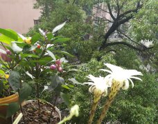 九月庭院盆栽花卉管理