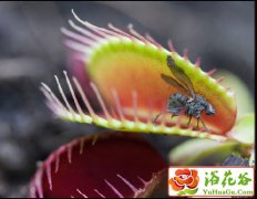 维纳斯捕蝇草的养殖方法