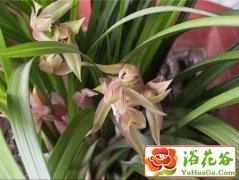 北方养殖兰花方法
