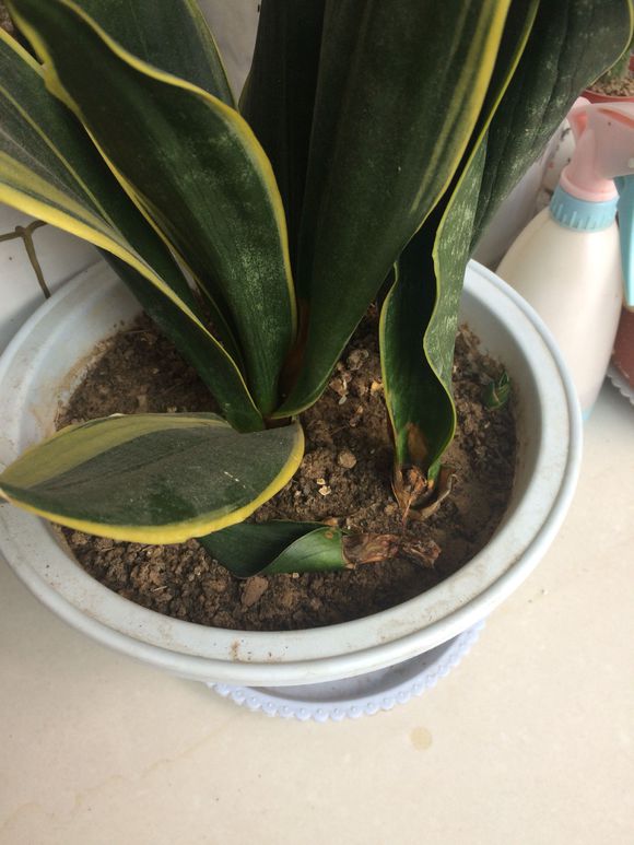 虎皮兰多久浇一次水
