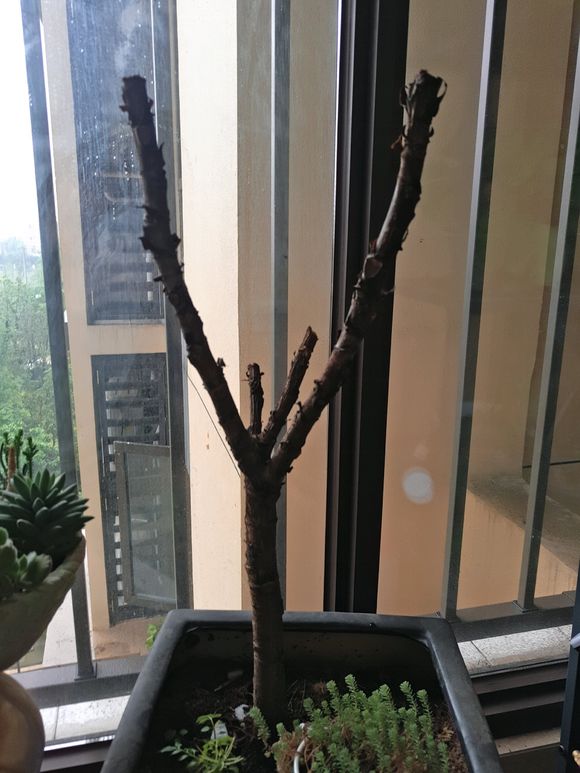 琴叶榕冬天会落叶吗