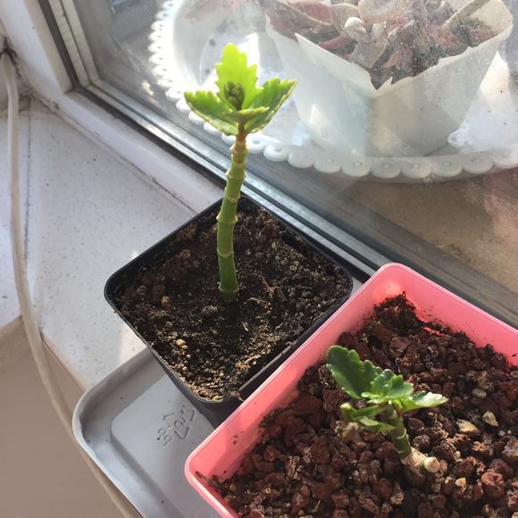 长寿花冻了还能活吗