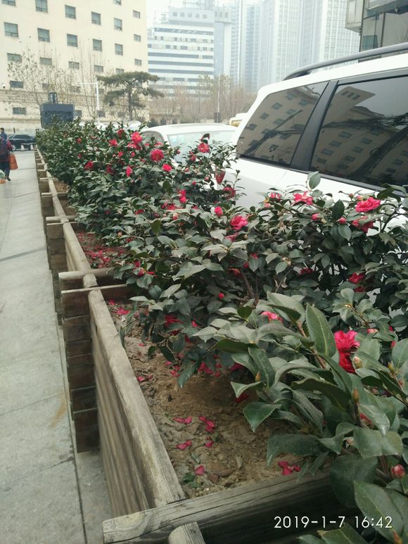 <a href='https://www.861230.com/guanhuazhiwu/6778.html' target='_blank'><u>茶梅</u></a>冬天怕冻吗