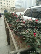 茶梅冬天怕冻吗,北方室外能过冬么