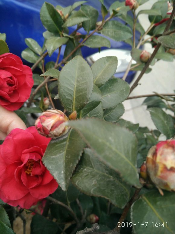 <a href='https://www.861230.com/guanhuazhiwu/6778.html' target='_blank'><u>茶梅</u></a>冬天怕冻吗