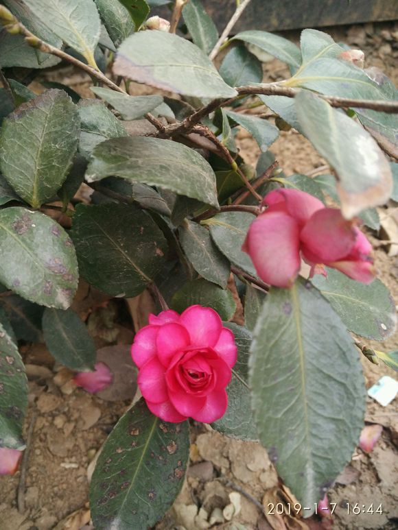 <a href='https://www.861230.com/guanhuazhiwu/6778.html' target='_blank'><u>茶梅</u></a>冬天怕冻吗
