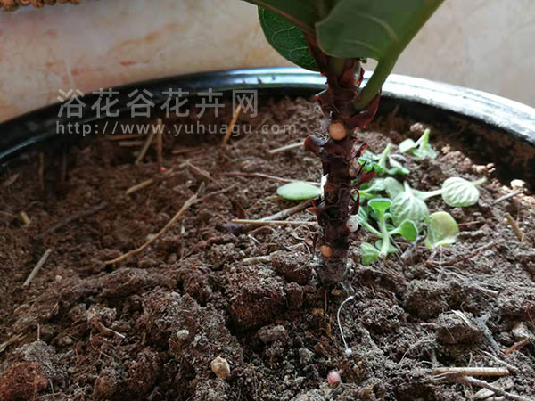 琴叶榕伤口有白色汁液流出
