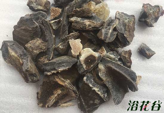 养花中的马蹄片是什么?