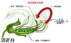 自花授粉和异花授粉的介绍