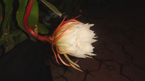 昙花能开多久？