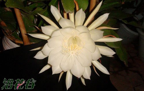 昙花能开多久？