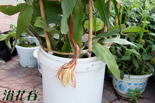 昙花能开多久？