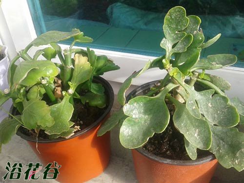 长寿花夏天可以换盆吗