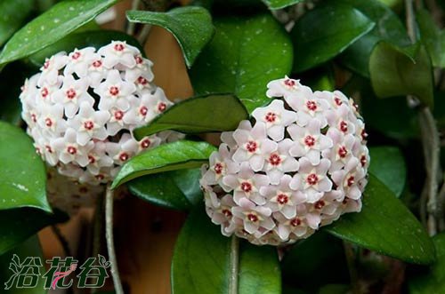 <a href='https://www.861230.com/guanhuazhiwu/6770.html' target='_blank'><u>球兰</u></a>几年开花，<a href='https://www.861230.com/guanhuazhiwu/6770.html' target='_blank'><u>球兰</u></a>几月份开花